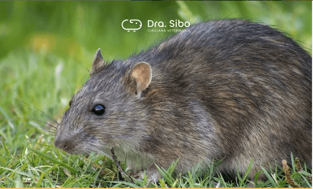 Cirugía de Saco Aéreo en Loro