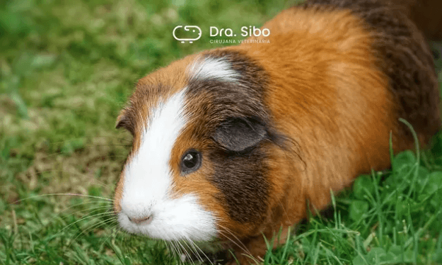 Veterinario cobayos y cuyes Chile - medicina preventiva y tratamiento especializado