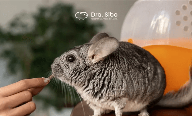 Veterinario chinchillas Santiago - odontología y cuidado dental especializado
